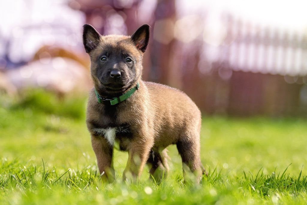 tierversuchsfreie kosmetik hundewelpe
